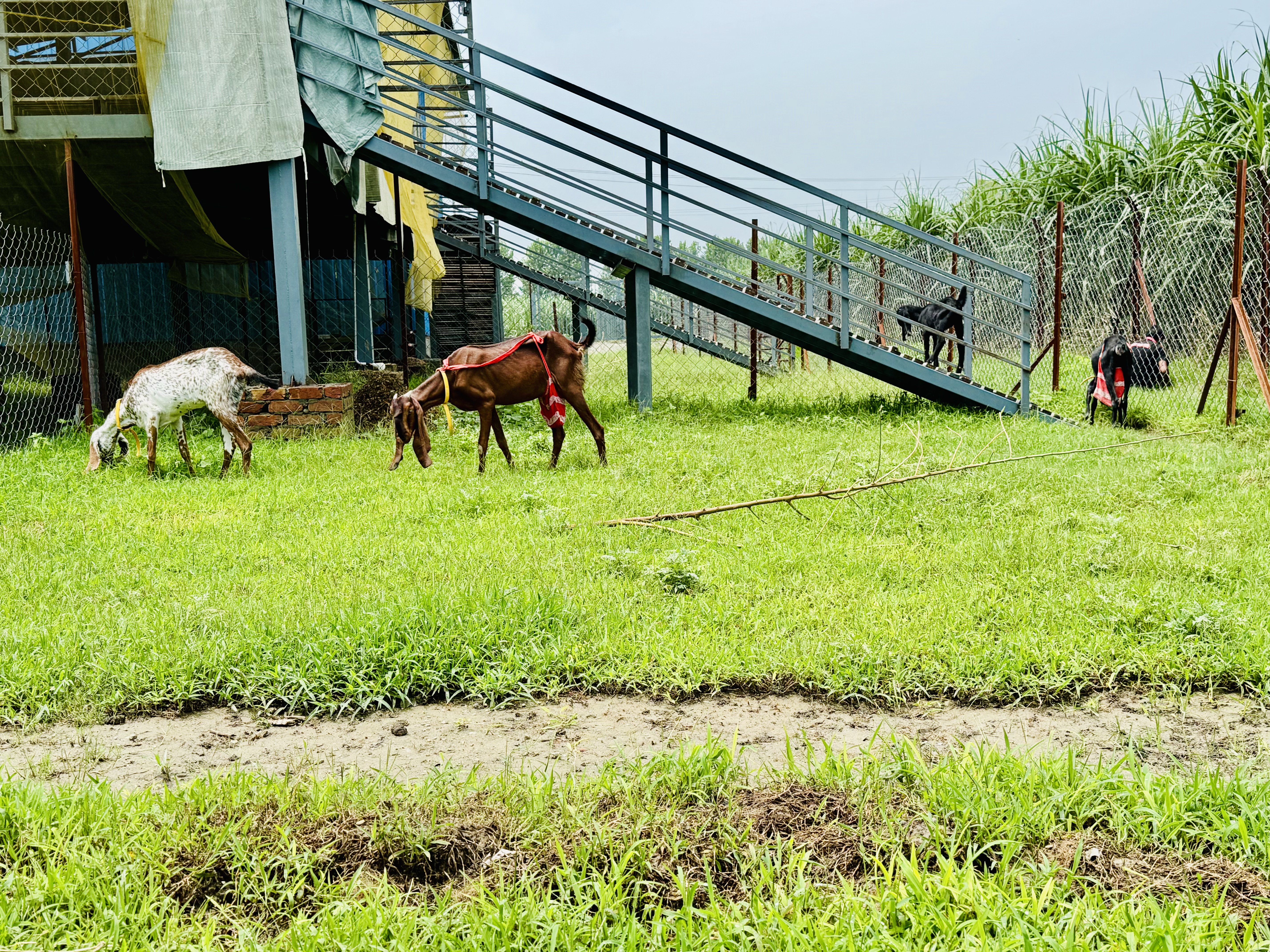 Farm
